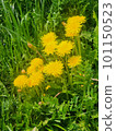 Dandelion 101150523