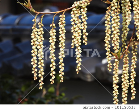 Kibushi (kibushi) 花盛開 Kibushi (kibushi) 花盛開 101150535