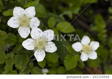 Raspberry Raspberry 101150569