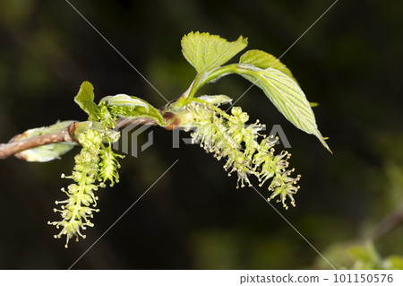 Mulberry Mulberry 101150576