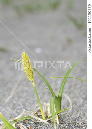 苔kobomugi 苔kobomugi 101150589