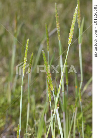 穀子 穀子 101150593