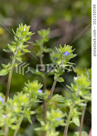 Tatianinhoguri 101150599