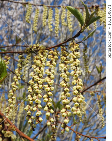 Kibushi (kibushi) 花盛開 Kibushi (kibushi) 花盛開 101150671
