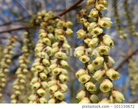Kibushi (kibushi) 花盛開 Kibushi (kibushi) 花盛開 101150672
