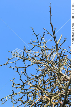一棵長在藍天的荊棘樹 101151106