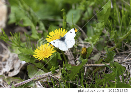 Tiger clip 101151285