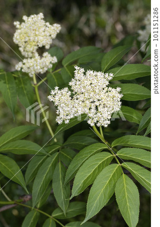 Elder Elder 101151286