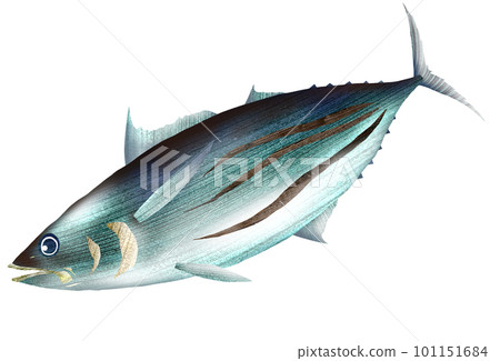 Delicious first bonito illustration in early summer 101151684