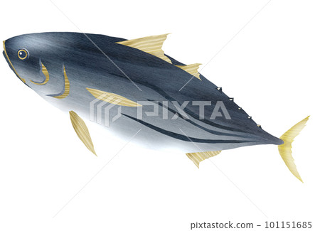 Illustration of bonito with delicious sashimi Illustration of bonito with delicious sashimi 101151685