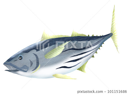 Illustration of a bonito swimming energetically 101151686