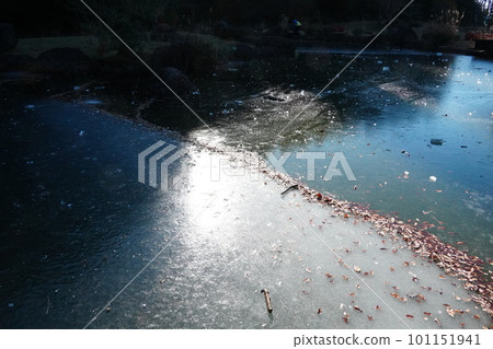 Fallen leaves reflected in a frozen puddle 101151941