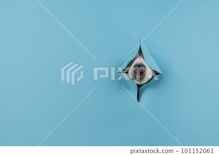 Dog nose from a hole in paper blue background. Copy space. Dog nose from a hole in paper blue background. Copy space. 101152061