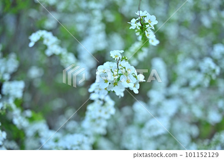 Snow willow that looks like a smile in full bloom 101152129