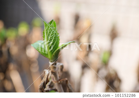 繡球花在春天從枯枝的尖端發芽 101152286