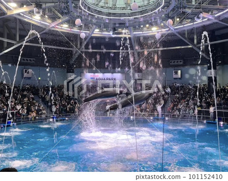 beautiful dolphin show 101152410