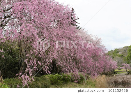 粉紅色垂枝櫻花的風景（日立不動山） 101152436