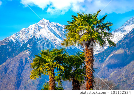 palm tree snow mountain - summer and winter blend - palms and mountains with snow background 101152524