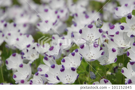 Nemophila · McClata 101152845