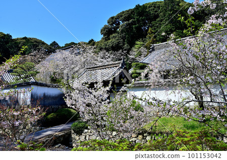 Cherry blossoms on the precincts of Honkoji Temple 101153042