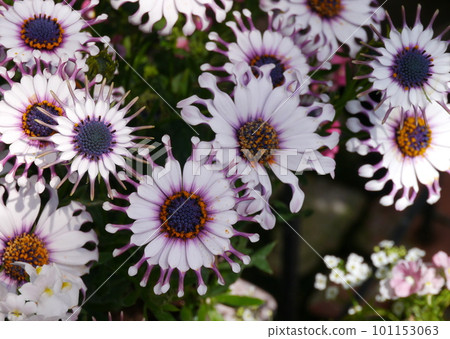 Osteospermum Spider White 101153063