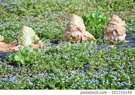 Chinese cabbage and cobalt blue flowers in the field Chinese cabbage and cobalt blue flowers in the field 101153149