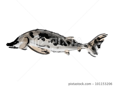 hand drawn japanese style illustration of sturgeon 101153206