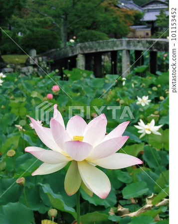 天龍寺盛開的蓮花 天龍寺盛開的蓮花 101153452