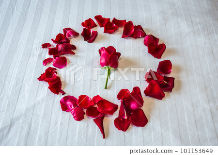 Roses on a bed of white mattresses decorate a wedding celebration or Valentine's Day. 101153649
