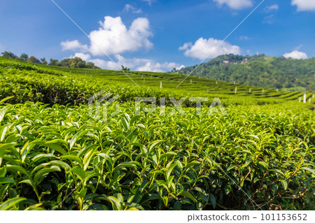 Landscape view of tea plantation at Doi Mae Salong Chiang Rai, Thailand is Top tourist destinations and Landmark of Chiang Rai 101153652