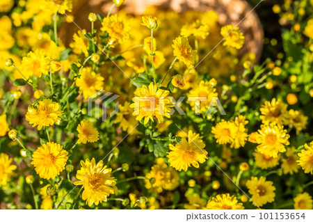 Many chrysanthemum flowers are prepared to make tea drinks. Copy space background Many chrysanthemum flowers are prepared to make tea drinks. Copy space background 101153654