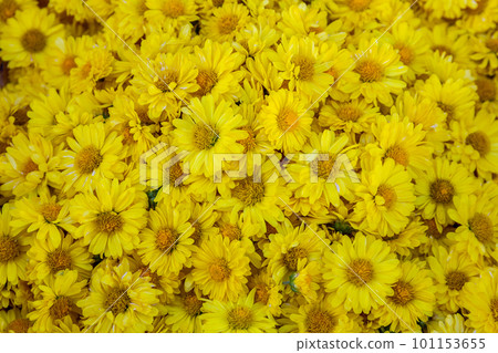 Many chrysanthemum flowers are prepared to make tea drinks. Copy space background Many chrysanthemum flowers are prepared to make tea drinks. Copy space background 101153655