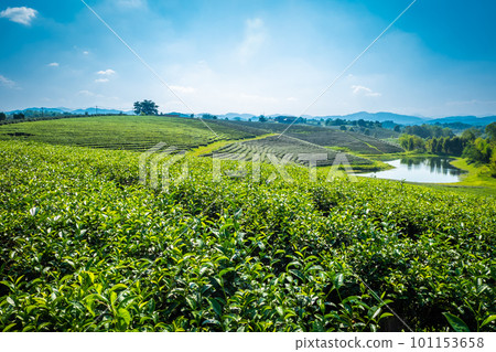 Landscape view of tea plantation at choui fong farm Chiang Rai, Thailand is Top tourist destinations and Landmark of Chiang Rai Landscape view of tea plantation at choui fong farm Chiang Rai, Thailand is Top tourist destinations and Landmark of Chiang Rai 101153658