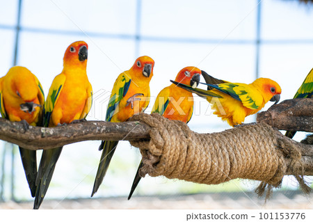 Yellow macaw parrots perching on tree bark in open zoo 101153776