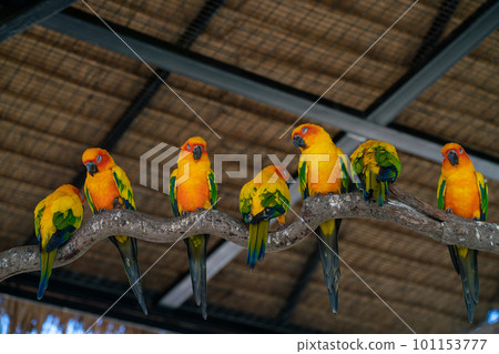 Yellow macaw parrots perching on tree bark in open zoo 101153777