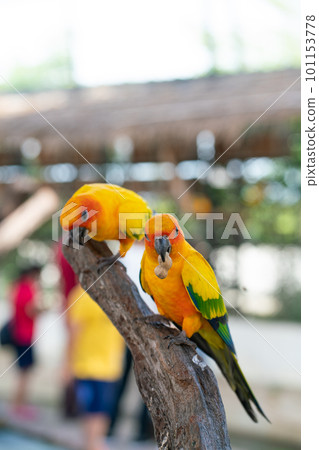Yellow macaw parrots perching on tree bark in open zoo 101153778