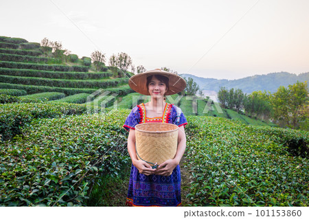 young woman wearing a traditional hill tribe dress with a hat and a basket of green tea is collected in a mountain plantation in the evening. 101153860