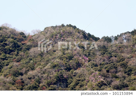 Azalea blooming on rocky surface Azalea blooming on rocky surface 101153894
