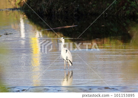 Gray heron looking for prey on the surface of the river Gray heron looking for prey on the surface of the river 101153895