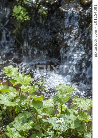 Wasabi cultivated in a clear stream (Sekiganecho, Kurayoshi City) Wasabi cultivated in a clear stream (Sekiganecho, Kurayoshi City) 101154091