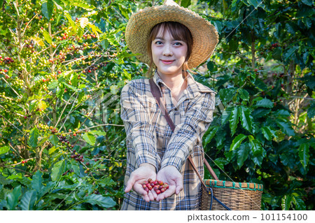 woman collects fresh coffee from a tree in a basket plantation at Doi Chang, Chiang Rai, Thailand. woman collects fresh coffee from a tree in a basket plantation at Doi Chang, Chiang Rai, Thailand. 101154100