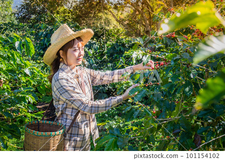 woman collects fresh coffee from a tree in a basket plantation at Doi Chang, Chiang Rai, Thailand. woman collects fresh coffee from a tree in a basket plantation at Doi Chang, Chiang Rai, Thailand. 101154102