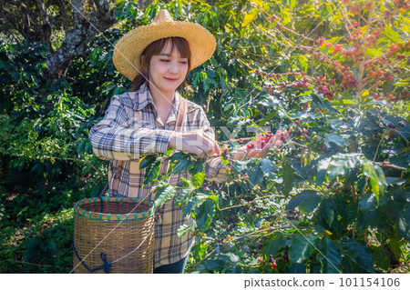 woman collects fresh coffee from a tree in a basket plantation at Doi Chang, Chiang Rai, Thailand. 101154106