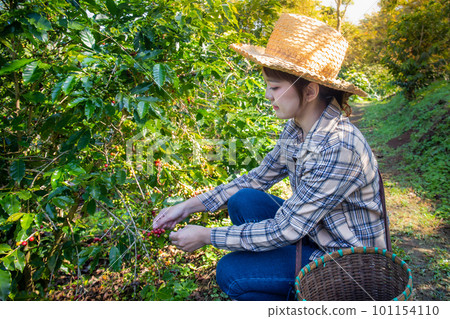 woman collects fresh coffee from a tree in a basket plantation at Doi Chang, Chiang Rai, Thailand. 101154110