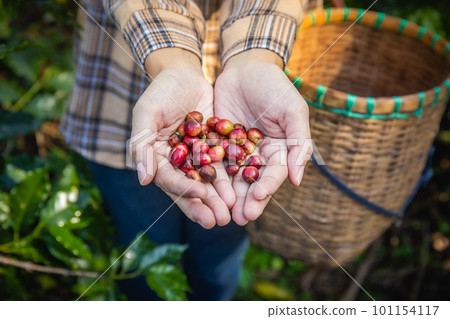 Hands of a young woman collecting fresh coffee from a tree in a basket plantation at Doi Chang, Chiang Rai, Thailand. 101154117