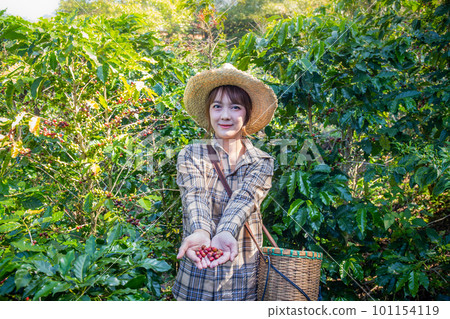 woman collects fresh coffee from a tree in a basket plantation at Doi Chang, Chiang Rai, Thailand. 101154119
