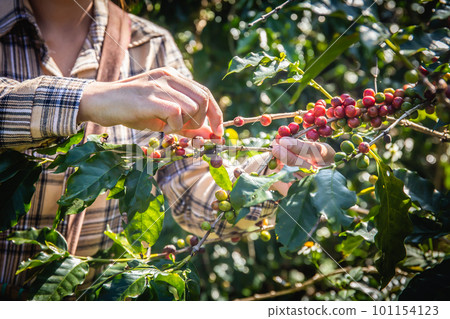 Hand of a young woman collecting fresh coffee from a tree in a plantation in Doi Chang, Chiang Rai, Thailand Hand of a young woman collecting fresh coffee from a tree in a plantation in Doi Chang, Chiang Rai, Thailand 101154123