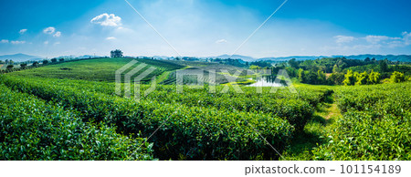 Landscape panorama view of tea plantation at at choui fong farm Chiang Rai, Thailand is Top tourist destinations and Landmark of Chiang Rai 101154189