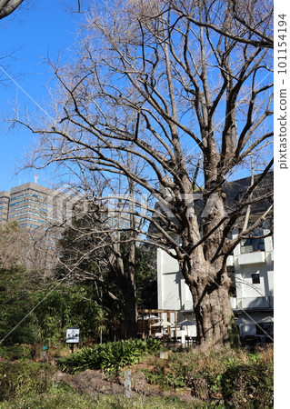 Scenery with Matsumoto cherry blossoms in Hibiya Park, Chiyoda Ward, Tokyo 101154194