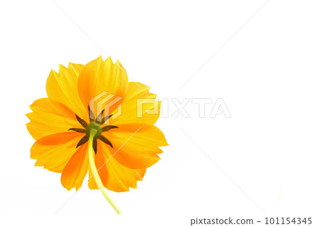 Illustrative photo of yellow cosmos Illustrative photo of yellow cosmos 101154345